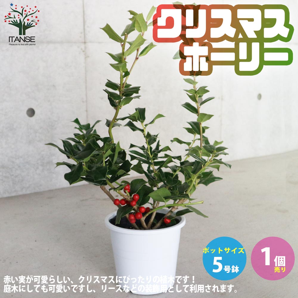 クリスマスホーリー 【庭木 5号鉢／1個売り】