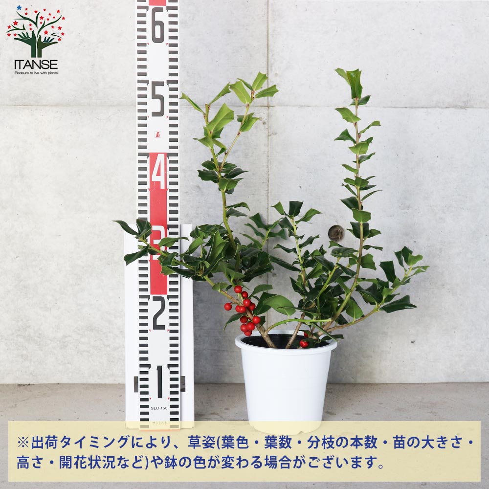 クリスマスホーリー 【庭木 5号鉢／1個売り】