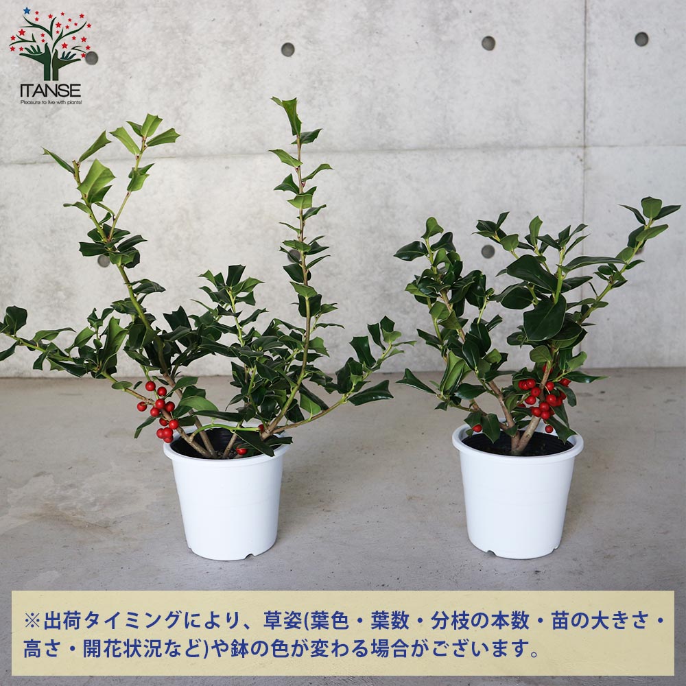 クリスマスホーリー 【庭木 5号鉢／1個売り】