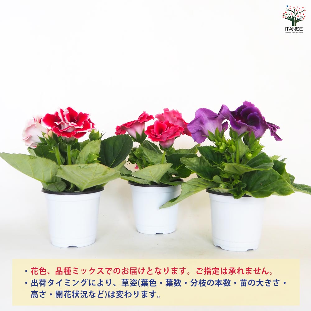 レア、切花品種　紅☆☆　小苗 送料無料】【生花/直送】多肉苗 星乙女・紅葉まつりセット 各2鉢 ※お