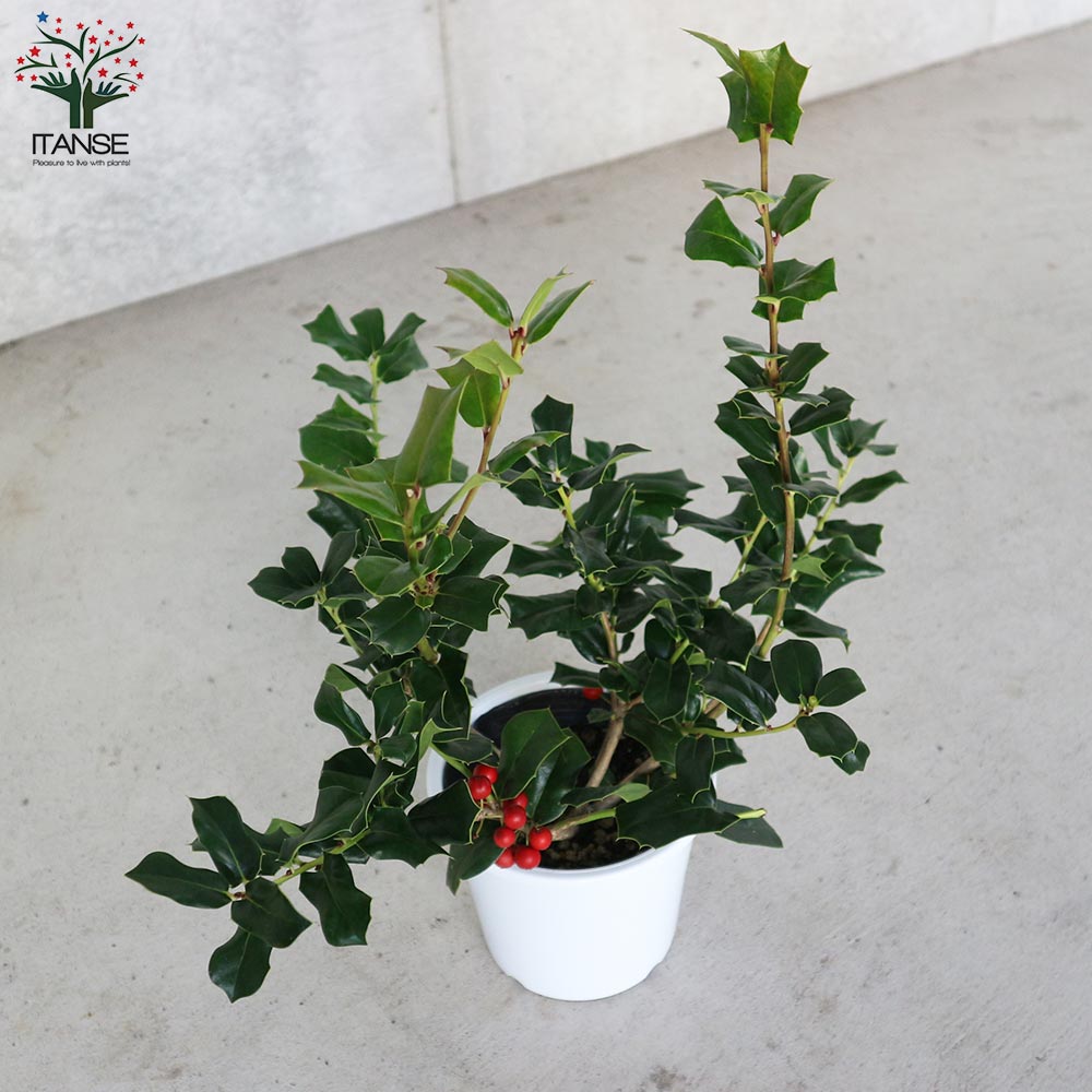 Itanse良品ｾﾚｸﾄ通販