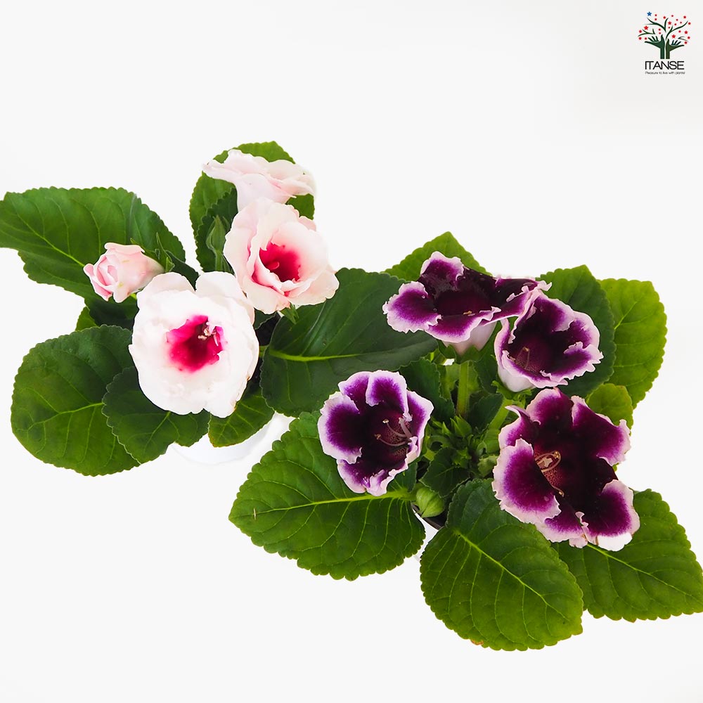 グロキシニア 花色MIX見計らい 【花苗 4号】｜ 【植物のITANSE