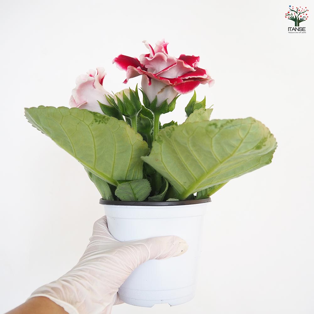 グロキシニア 花色MIX見計らい 【花苗 4号】｜ 【植物のITANSE