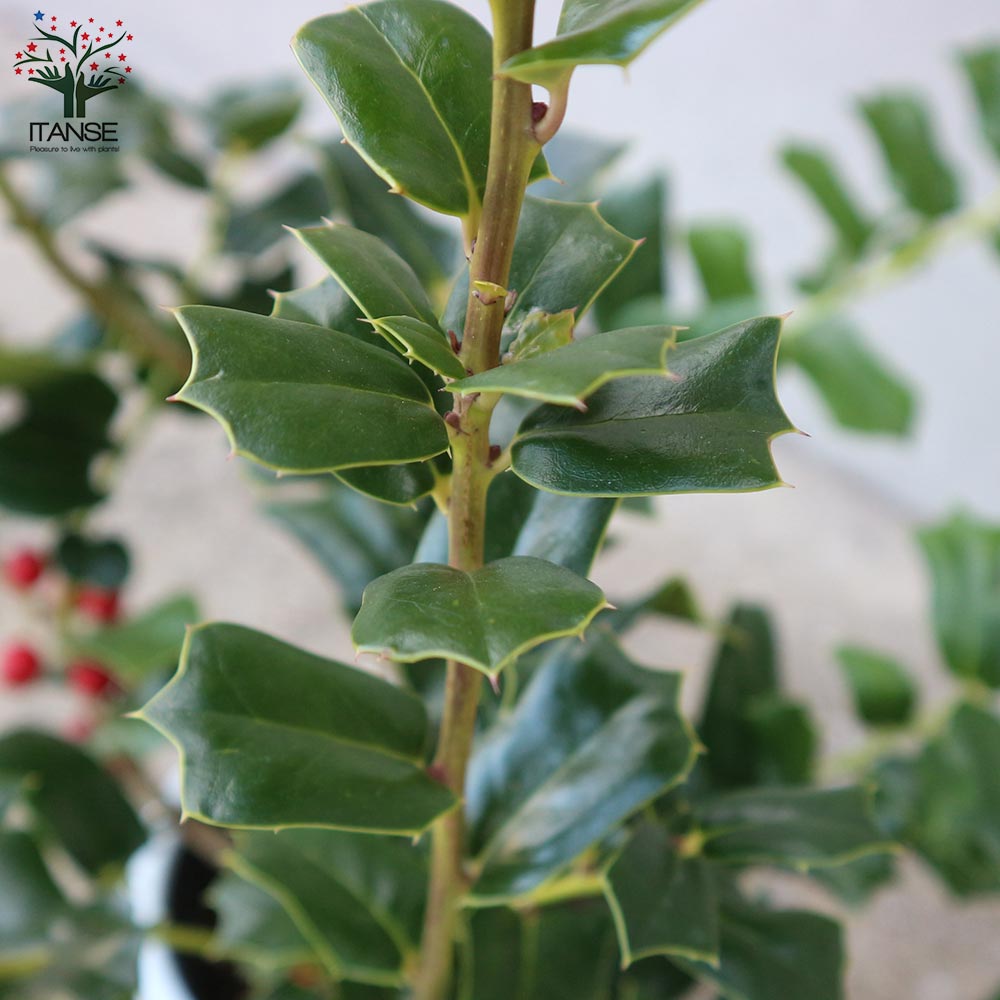 Itanse良品ｾﾚｸﾄ通販