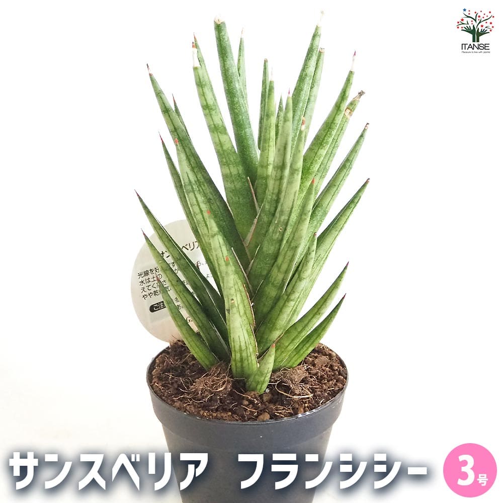 【稀少株】サンスベリア フランシシー　タワー型　観葉植物 サンスベリア フランシシー 【観葉植物 3号／1個売り】｜ 【植物の