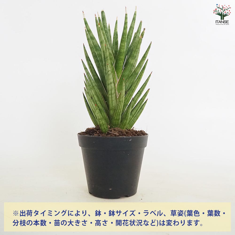 サンスベリア フランシシー 【観葉植物 3号／1個売り】｜ 【植物の