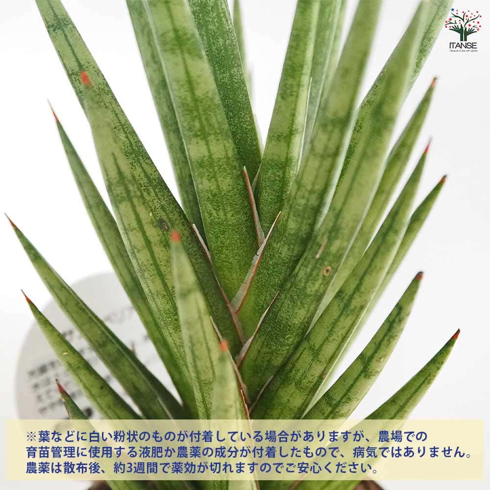 サンスベリア フランシシー 【観葉植物 3号／1個売り】｜ 【植物の