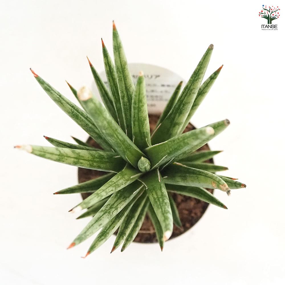 サンスベリア フランシシー 【観葉植物 3号／1個売り】｜ 【植物の