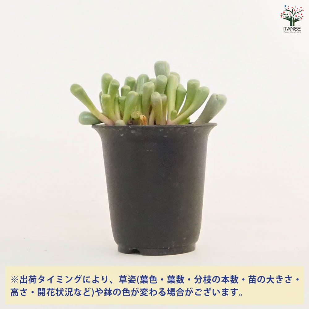 多肉植物　五十玉鈴錦　抜き苗 五十鈴玉錦 抜き苗 多肉植物 - メルカリ