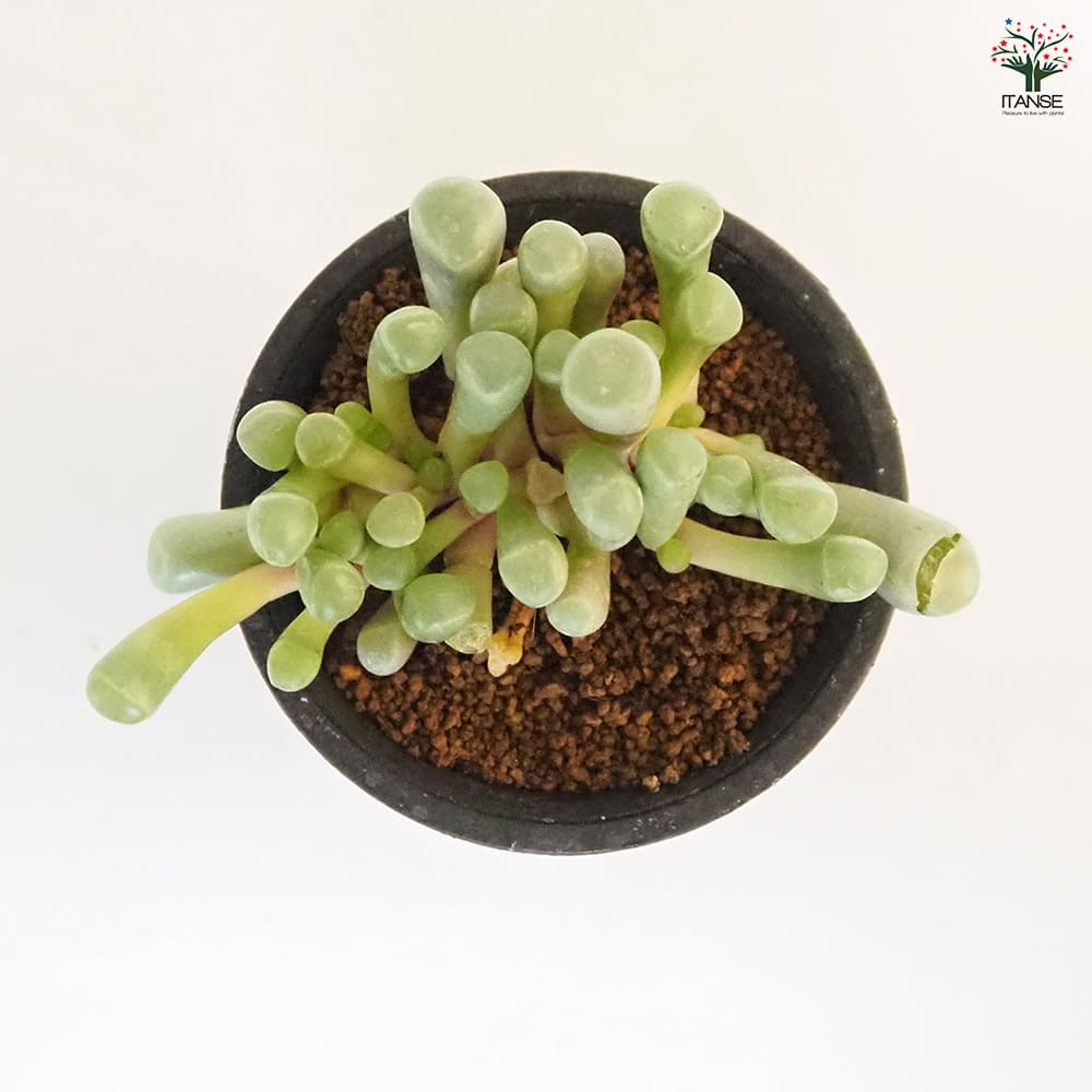 メセン フェネストラリア 五十鈴玉 【多肉植物 2.5号／1個売り