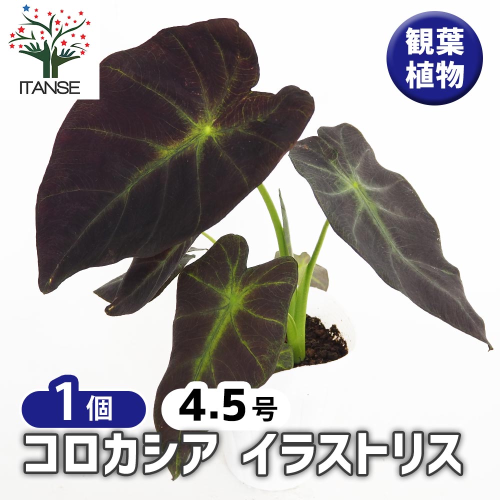 コロカシア イラストリス 【観葉植物 4.5号／1個売り】｜ 【植物の