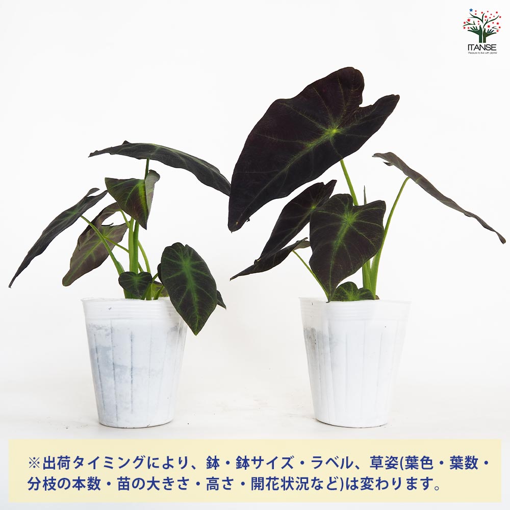 コロカシア イラストリス 【観葉植物 4.5号／1個売り】｜ 【植物の