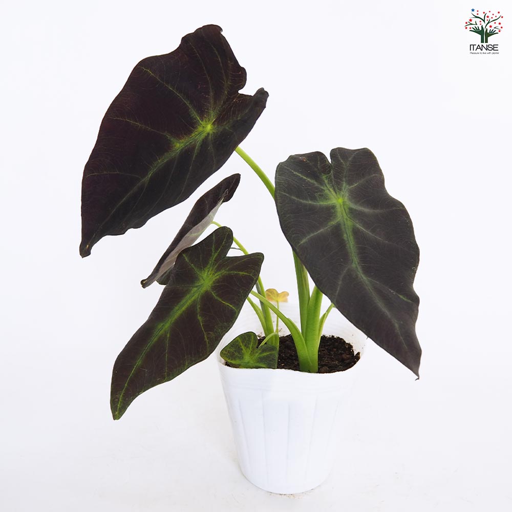 コロカシア イラストリス 【観葉植物 4.5号／1個売り】｜ 【植物の