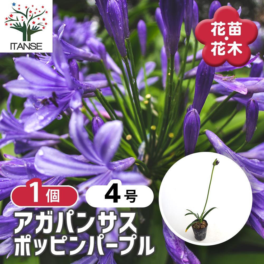 アガパンサス ポッピンパープル 【花苗 4号／1個売り】｜ 【植物の