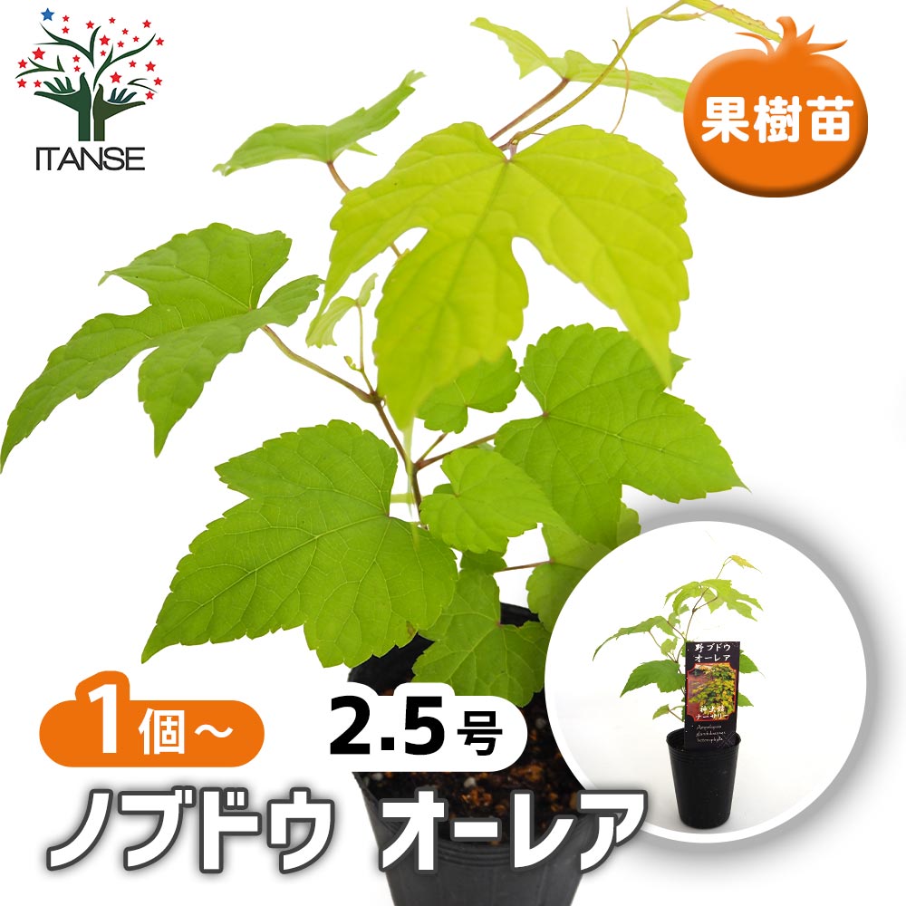 野葡萄 苗 ② 野葡萄の実生苗 24-4 ② ノブドウ 野ぶどう 4ポット分 - メルカリ