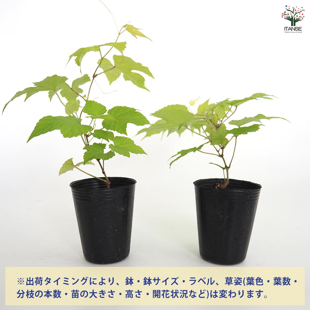 ノブドウ オーレア 【果樹の苗 2.5号】｜ 【植物のITANSE