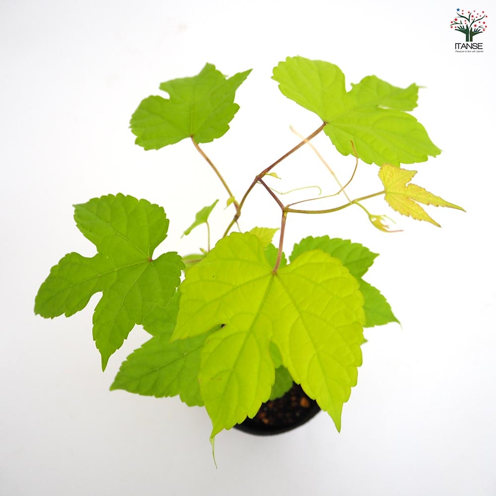 野葡萄 苗 ② 野葡萄 苗 ② 楽天市場】野ぶどう 苗の通販