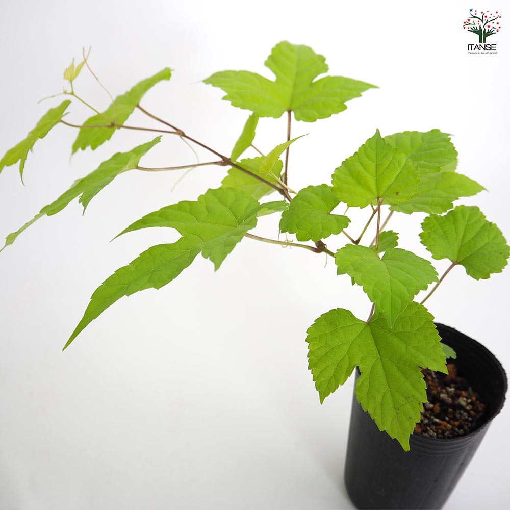ノブドウ オーレア 【果樹の苗 2.5号】｜ 【植物のITANSE