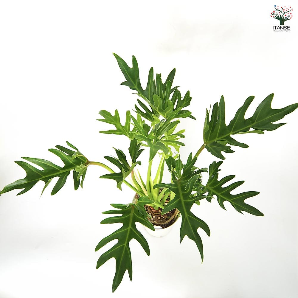 フィロデンドロン ジャイアントザナドゥ (クッカバラ)【観葉植物 6号