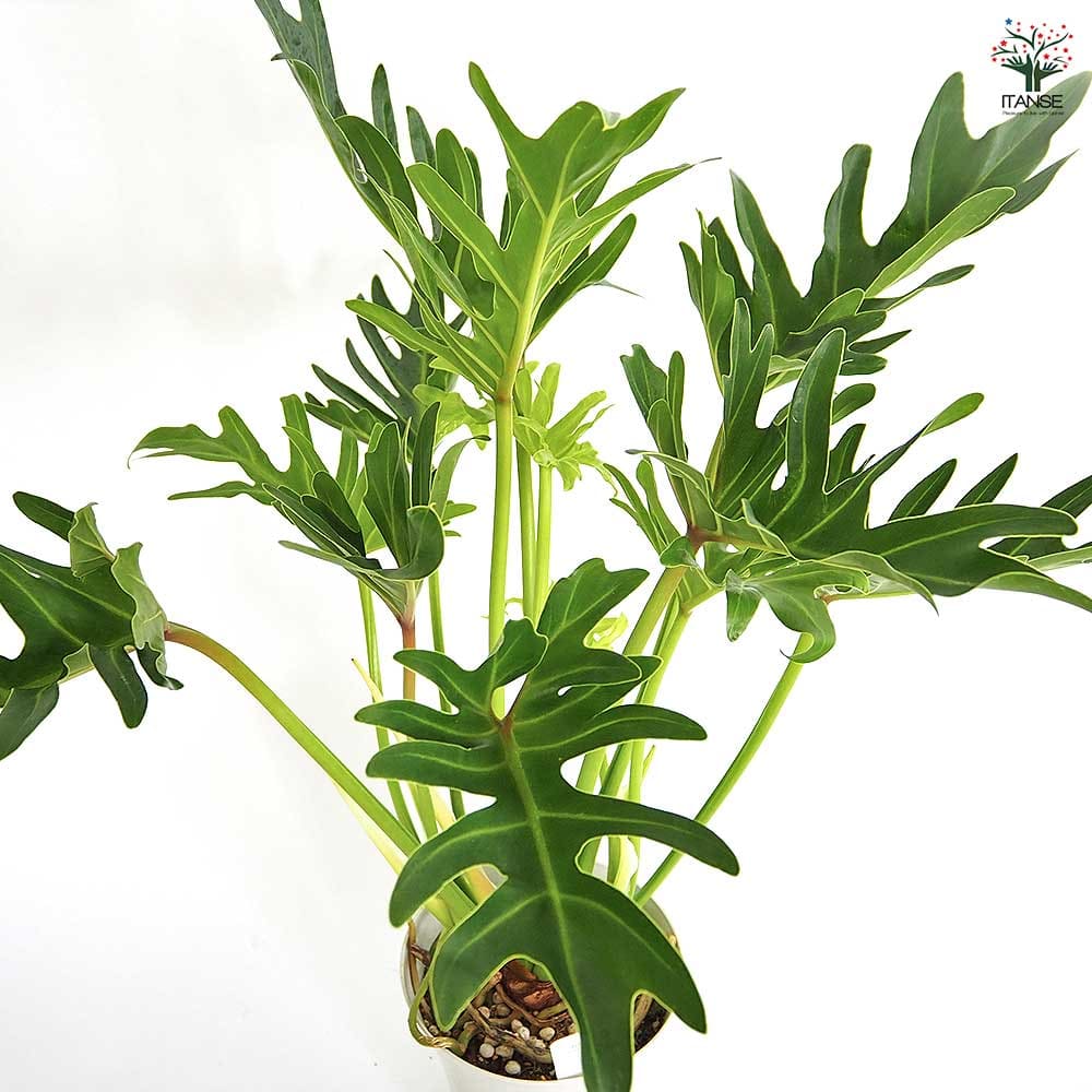 フィロデンドロン ジャイアントザナドゥ (クッカバラ)【観葉植物 6号