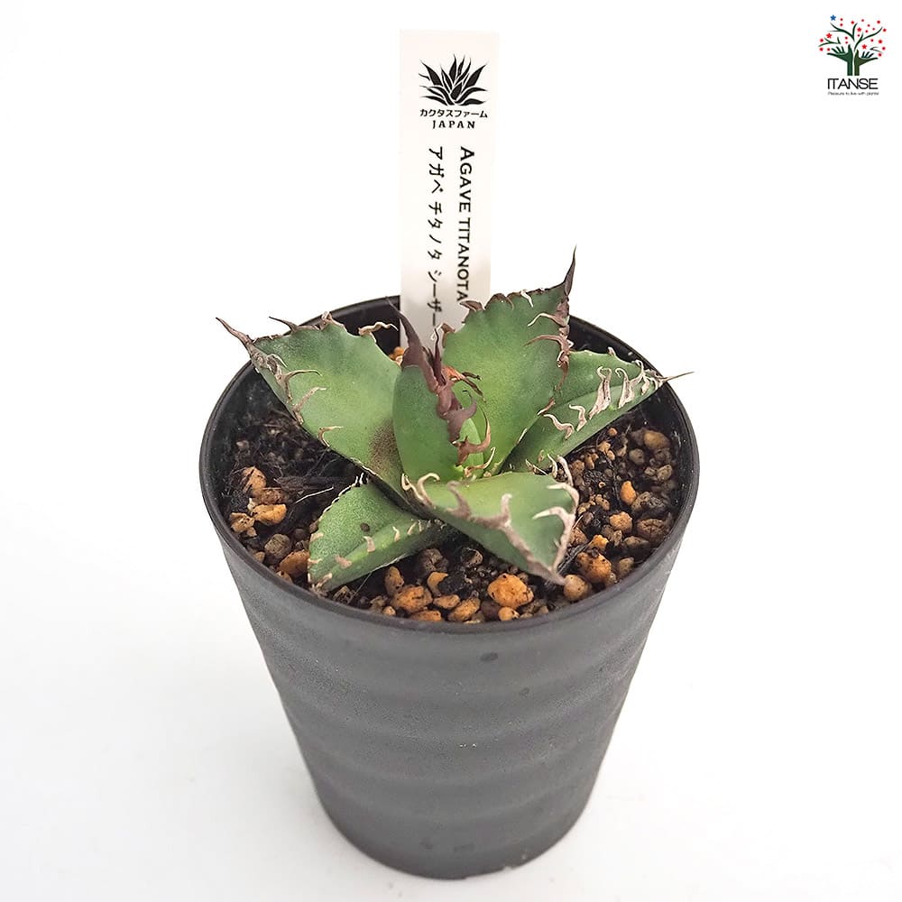 アガベ アガベ・アルボピローサ | botanicalarchive.com | こちらから購入