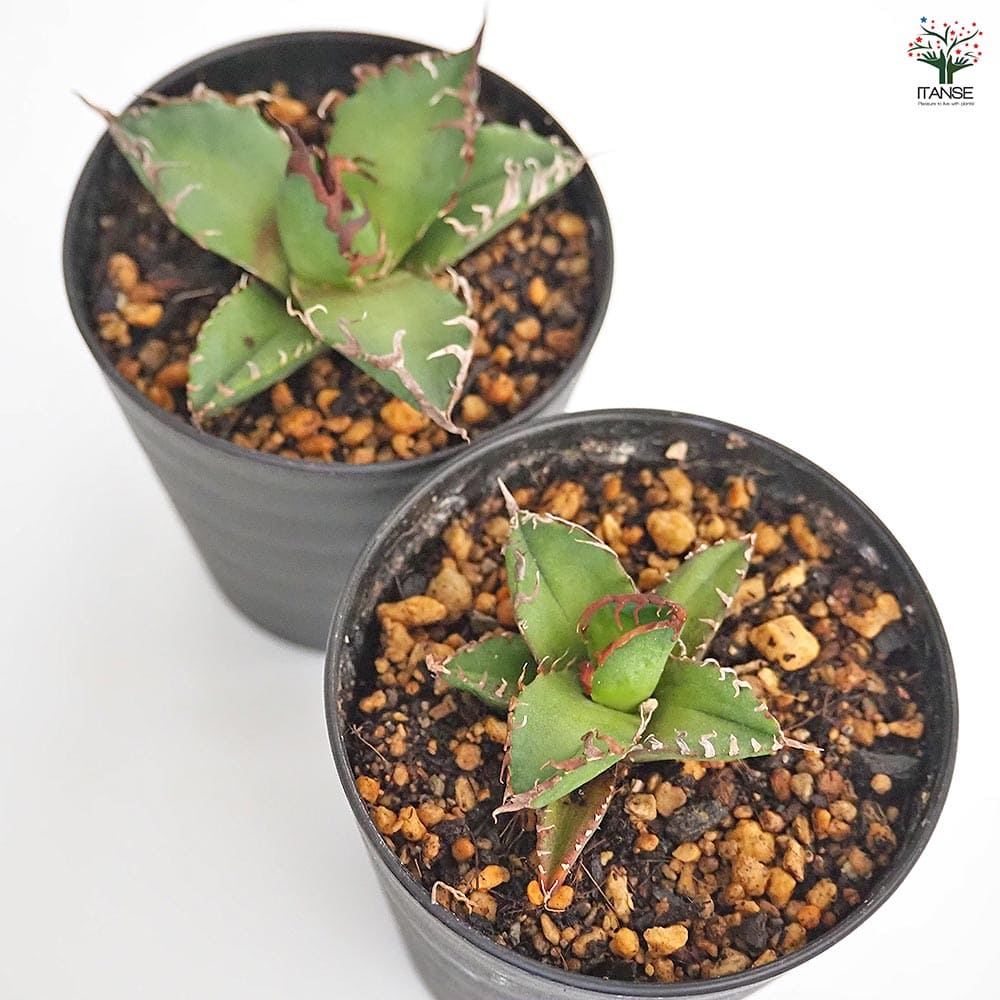 アガベ シーザー 【観葉植物 3号】｜ 【植物のITANSE】全品送料