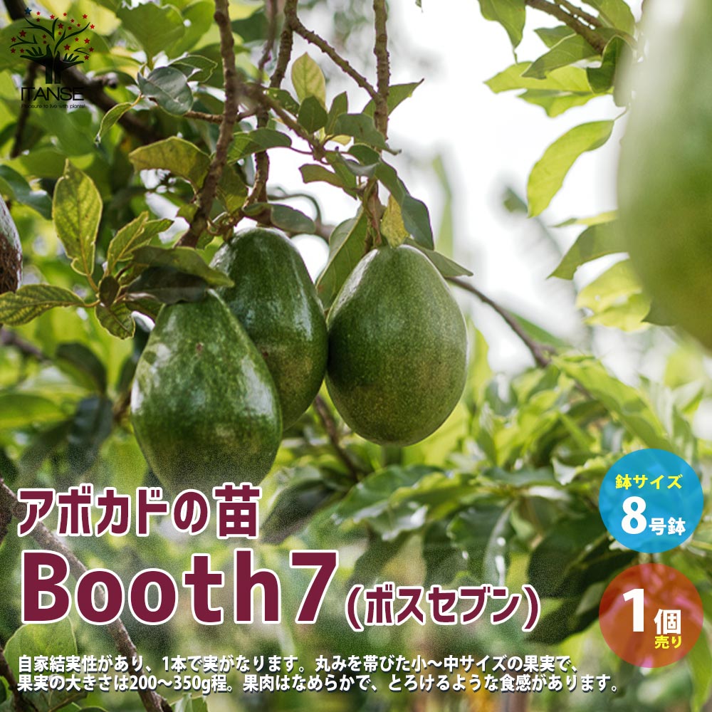 アボカド苗木 大株 果樹 鉢ごと発送 アボカド苗木 大株 果樹 鉢ごと発送