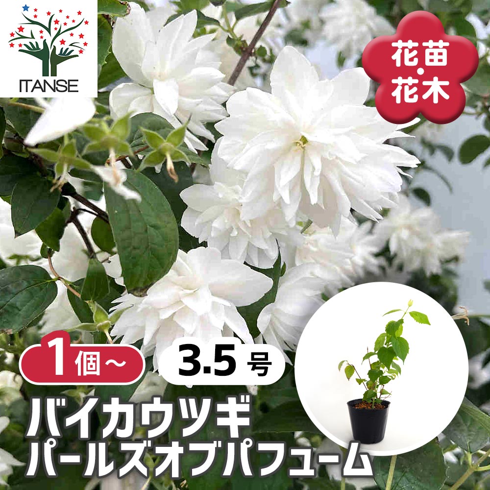 梅花空木(バイカウツギ) パールズオブパフューム 【花木苗 3.5号】