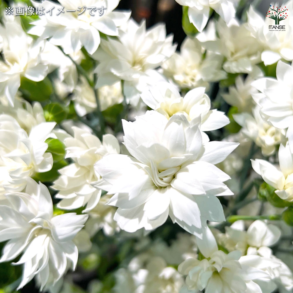 梅花空木(バイカウツギ) パールズオブパフューム 【花木苗 3.5号】