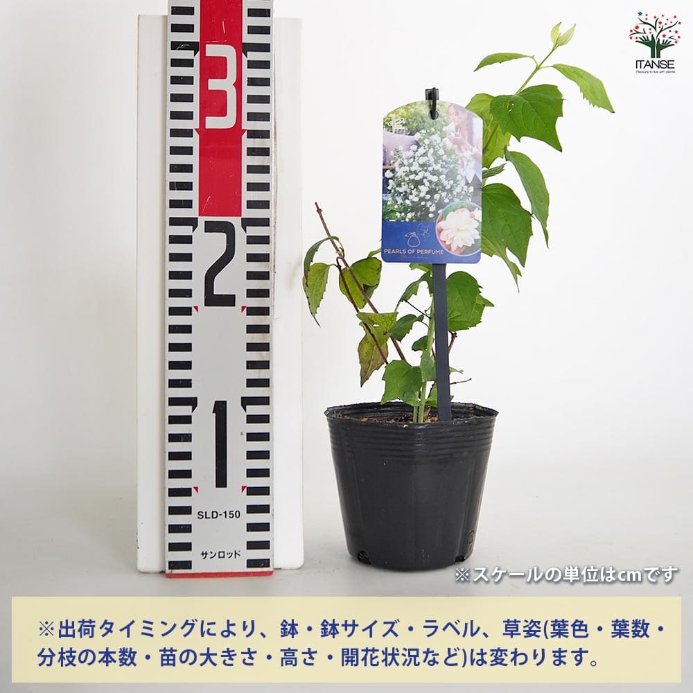 梅花空木(バイカウツギ) パールズオブパフューム 【花木苗 3.5号】