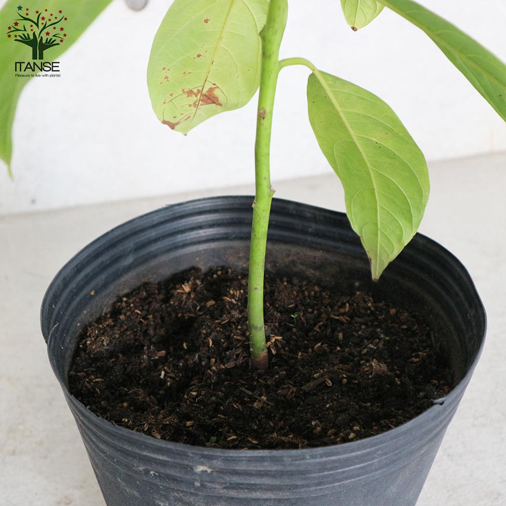 アボカド苗木 大株 果樹 鉢ごと発送 アボカド苗木 大株 果樹 鉢ごと発送