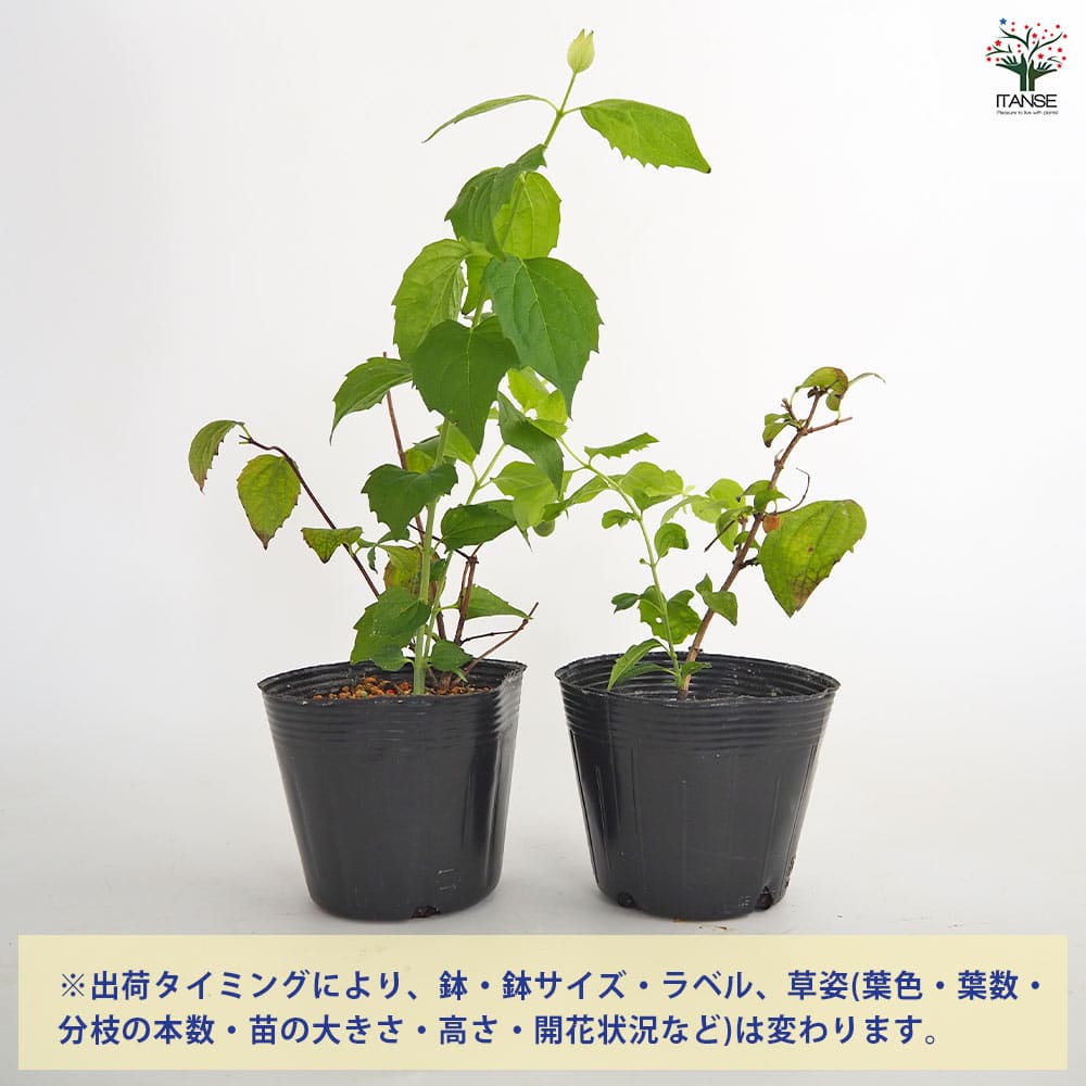 梅花空木(バイカウツギ) パールズオブパフューム 【花木苗 3.5号】