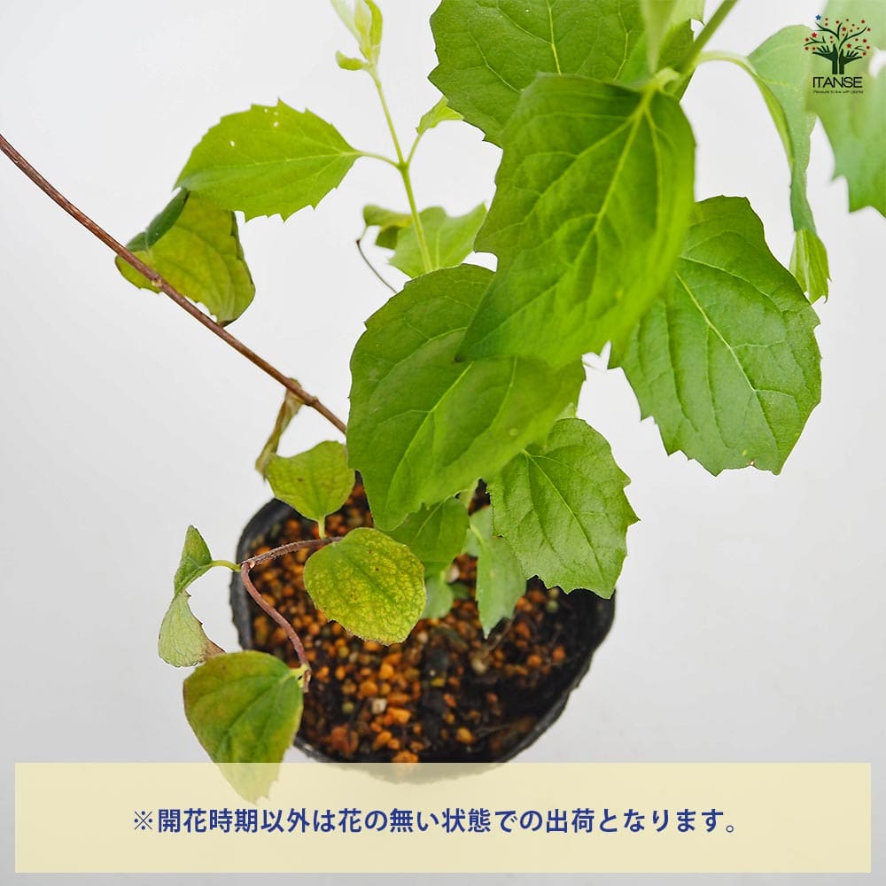 梅花空木(バイカウツギ) パールズオブパフューム 【花木苗 3.5号】