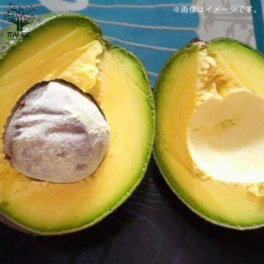 アボカドの苗 品種：Booth7(ボスセブン) 【果樹の苗木 8号ポット大苗