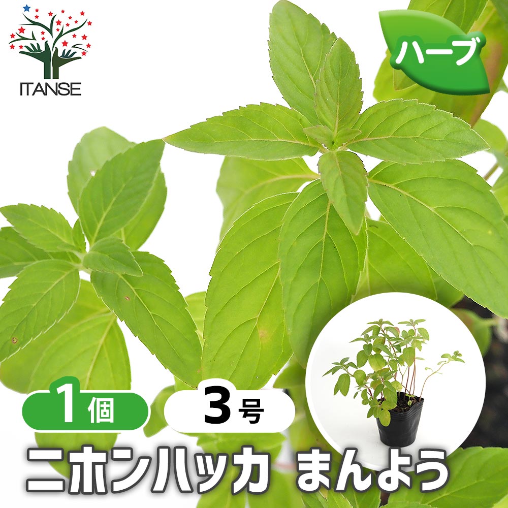 ニホンハッカ まんよう 【ハーブの苗 3号】