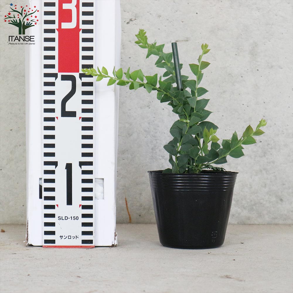 三角葉アカシア 【庭木3.5号ポット苗／1個売り】