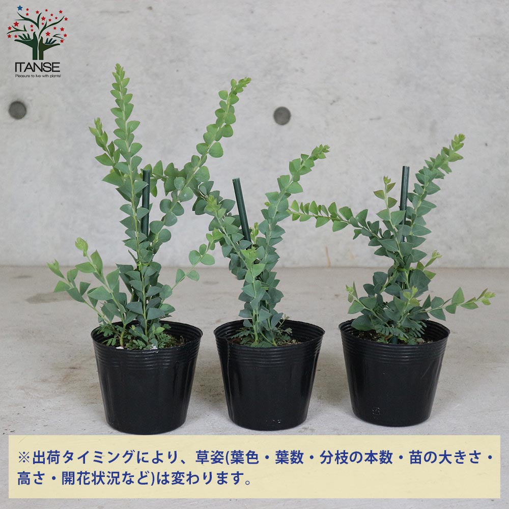 三角葉アカシア 【庭木3.5号ポット苗／1個売り】