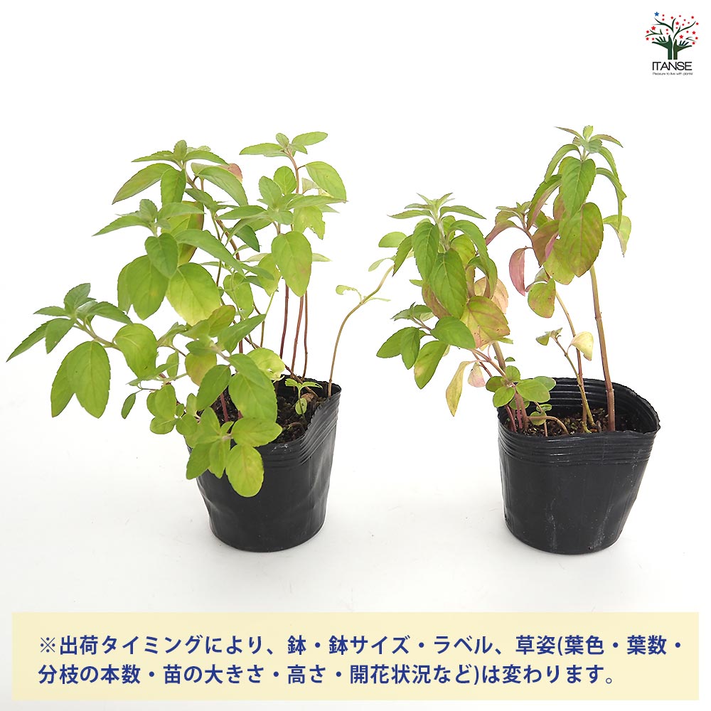 ニホンハッカ まんよう 【ハーブの苗 3号】