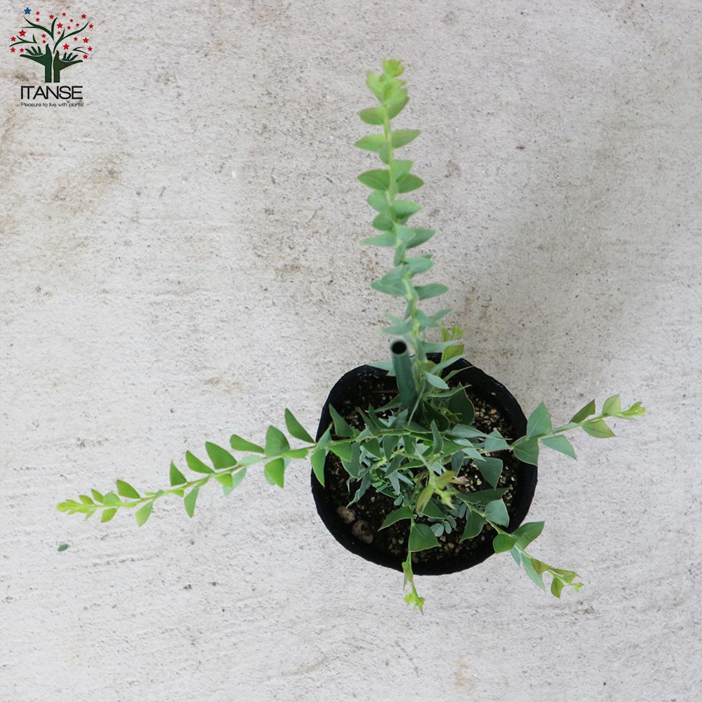 三角葉アカシア 【庭木3.5号ポット苗／1個売り】