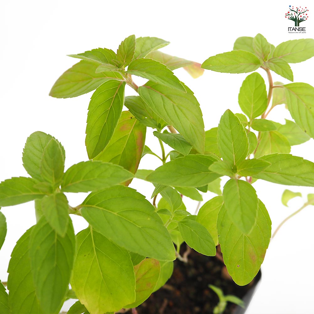 ニホンハッカ まんよう 【ハーブの苗 3号】