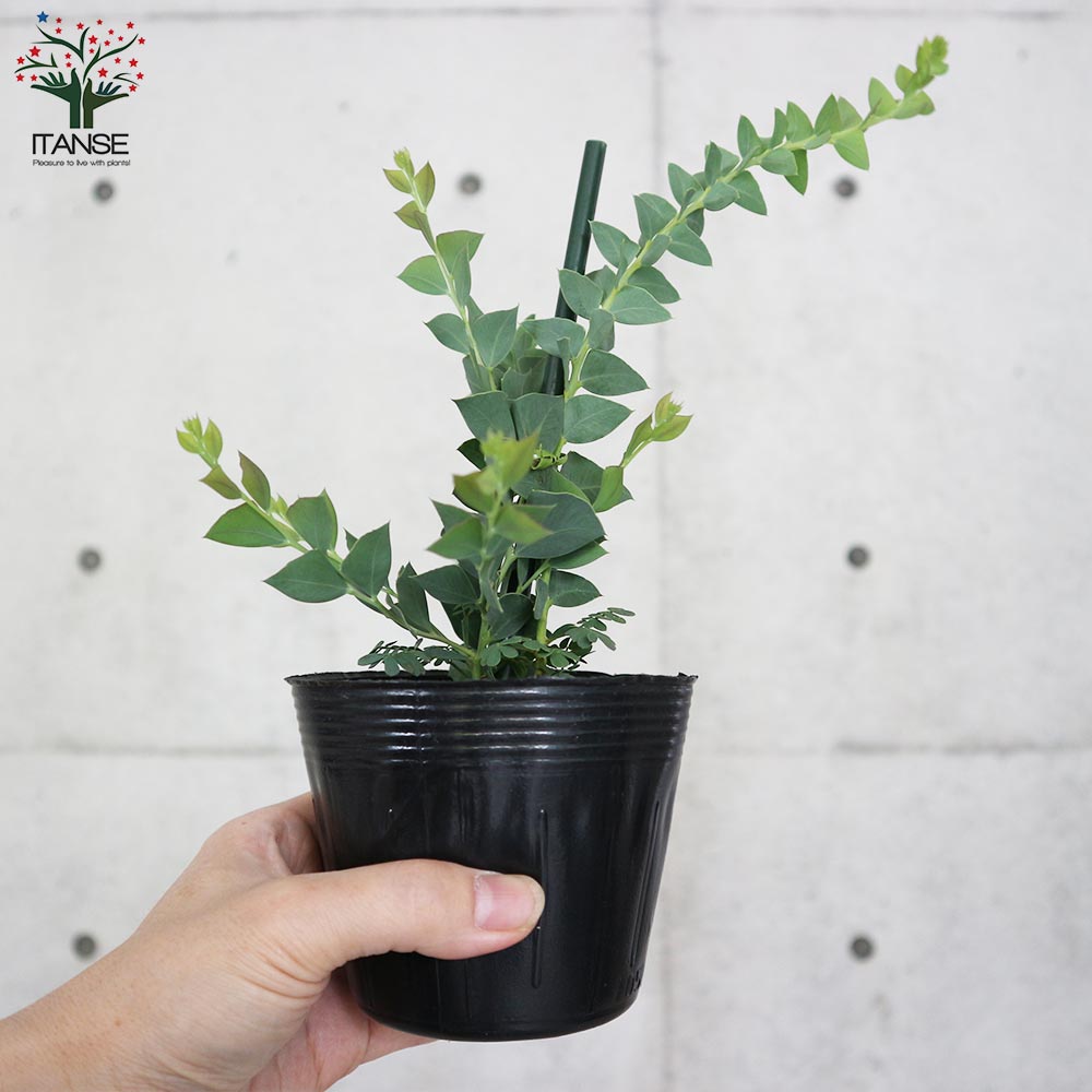 三角葉アカシア 【庭木3.5号ポット苗／1個売り】