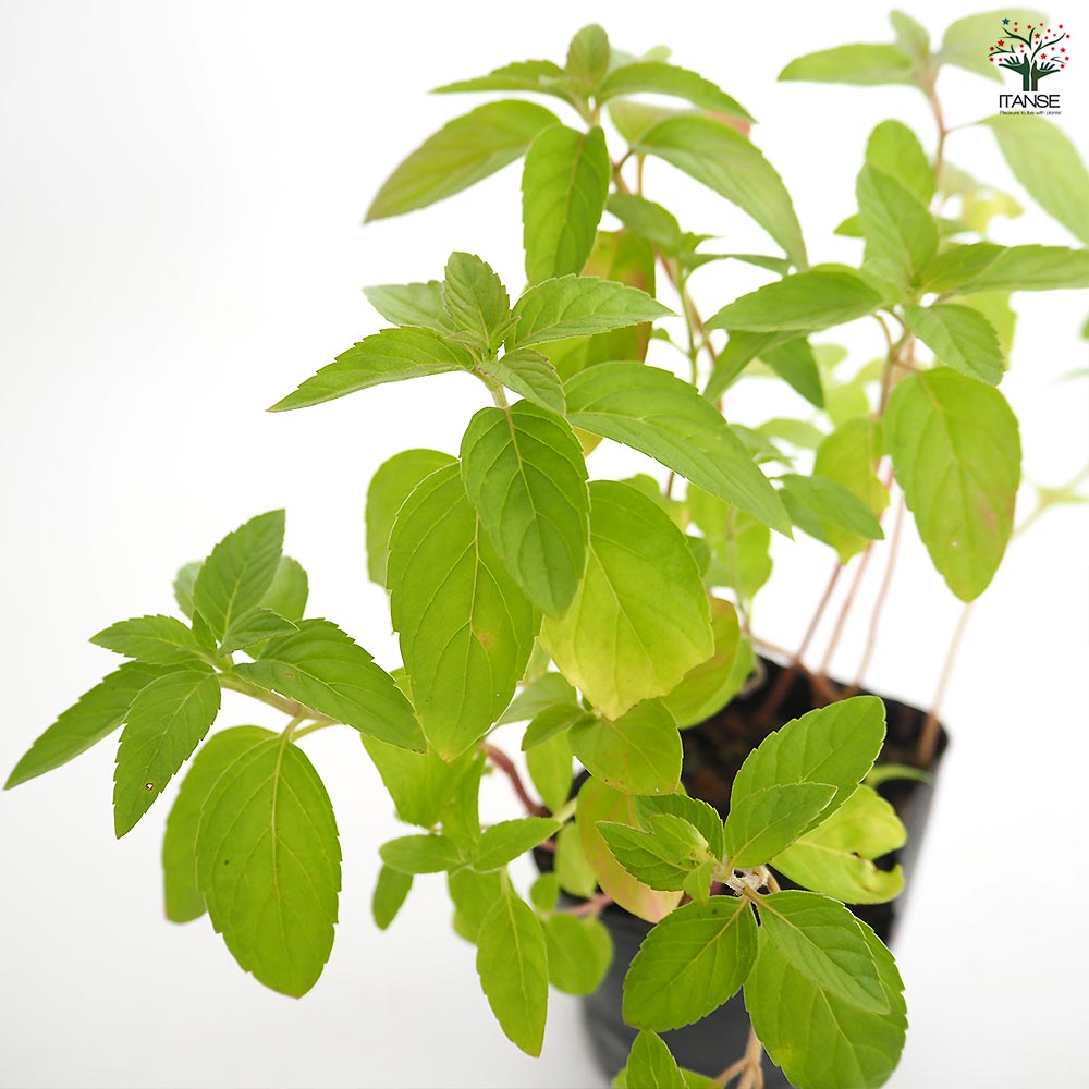 ニホンハッカ まんよう 【ハーブの苗 3号】