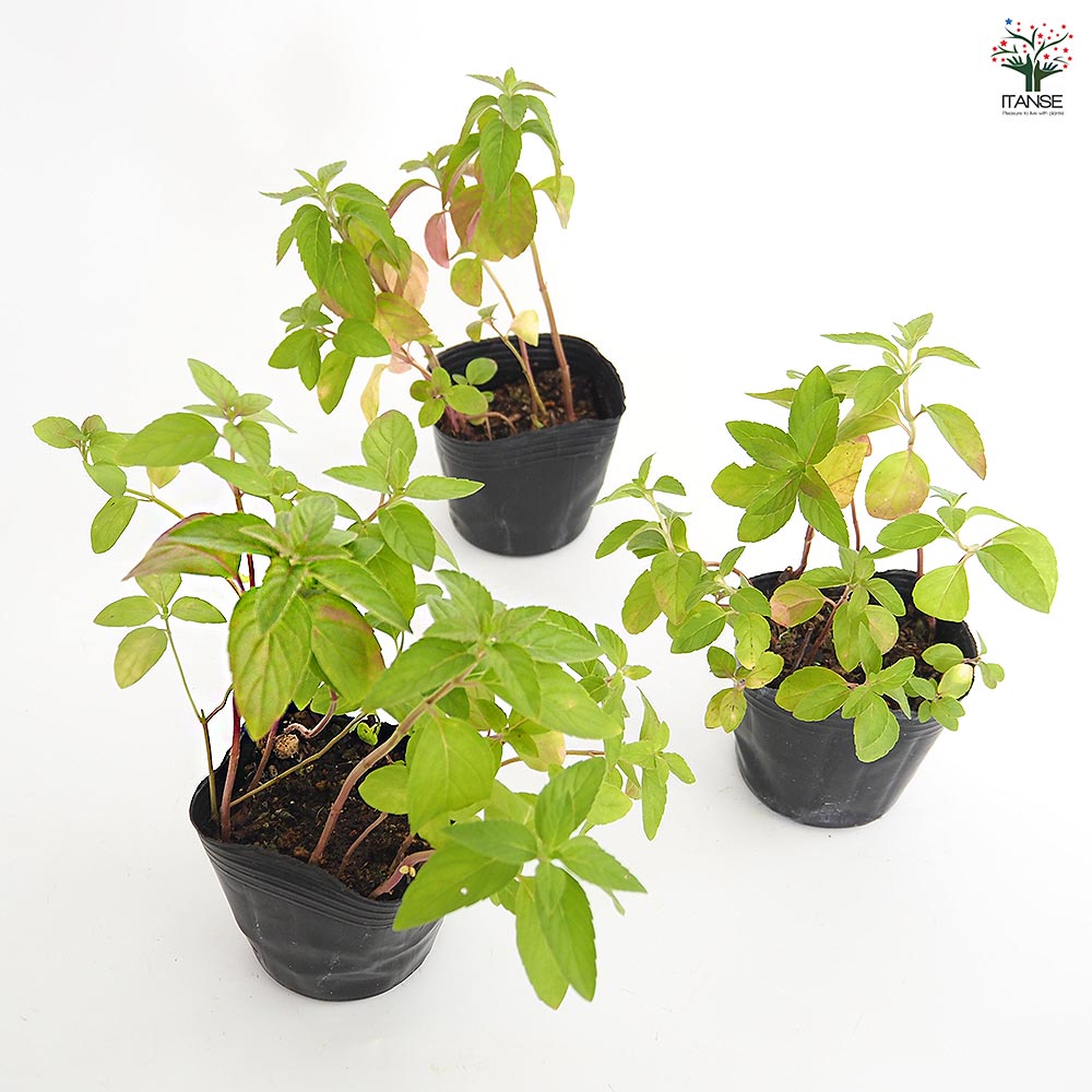 ニホンハッカ まんよう 【ハーブの苗 3号】