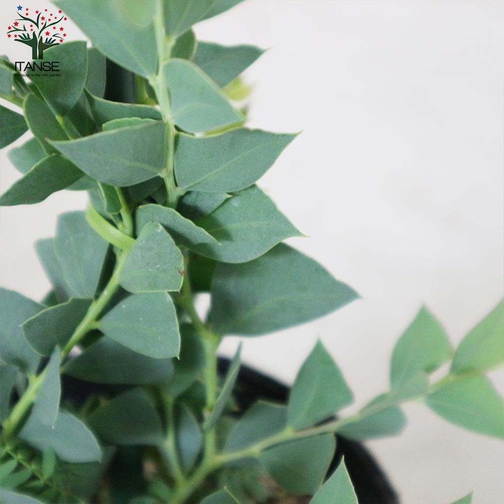 三角葉アカシア 【庭木3.5号ポット苗／1個売り】