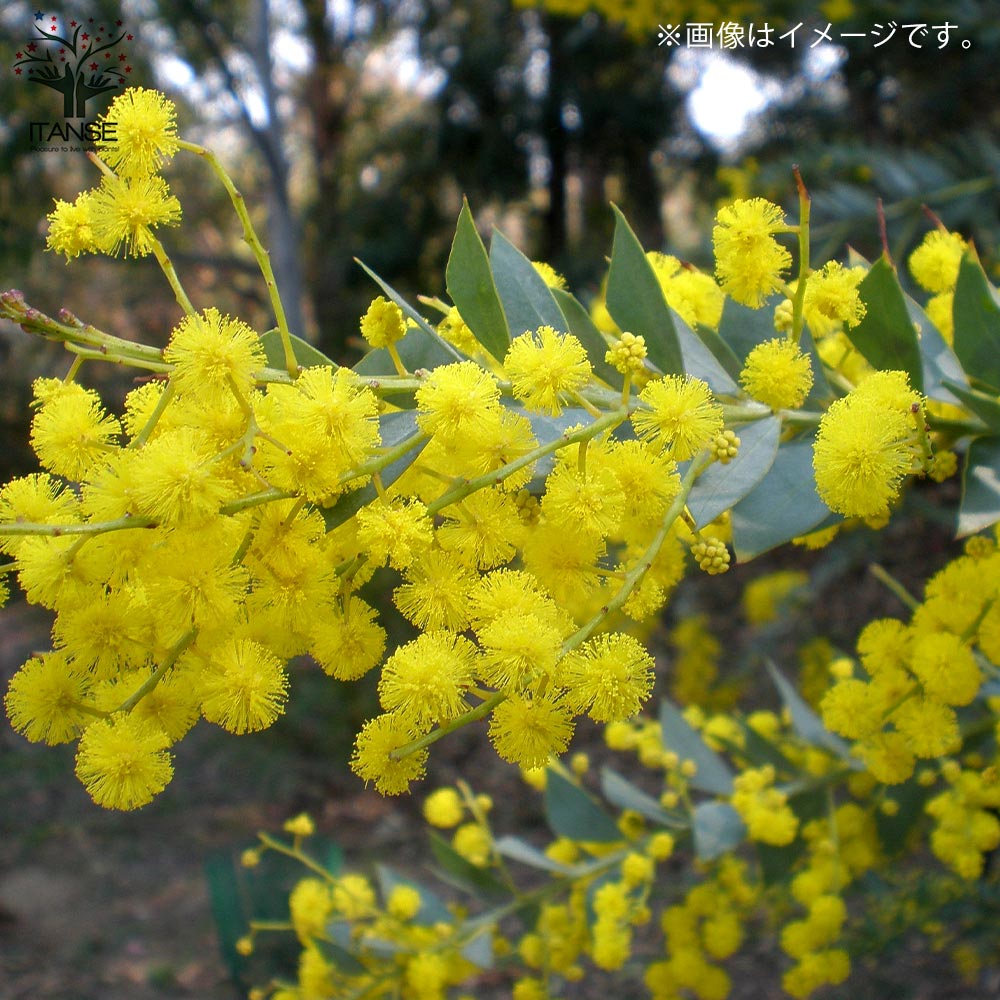 三角葉アカシア 【庭木3.5号ポット苗／1個売り】