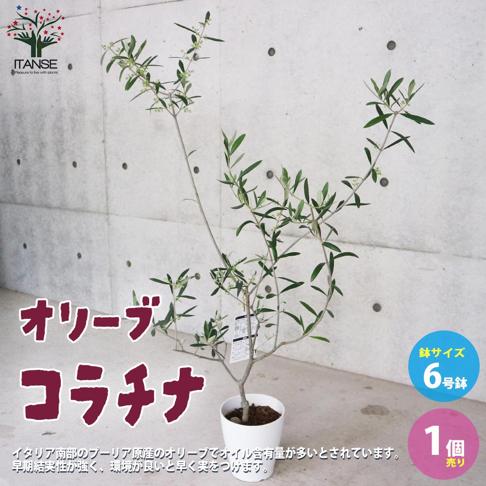 オリーブの苗木 品種：コラチナ(コラティーナ)【果樹の苗木 6号白テーパード鉢 Mサイズ／1個売り】