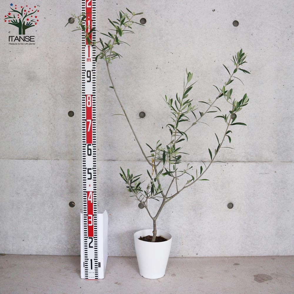 オリーブの苗木 品種：コラチナ(コラティーナ)【果樹の苗木 6号白テーパード鉢 Mサイズ／1個売り】