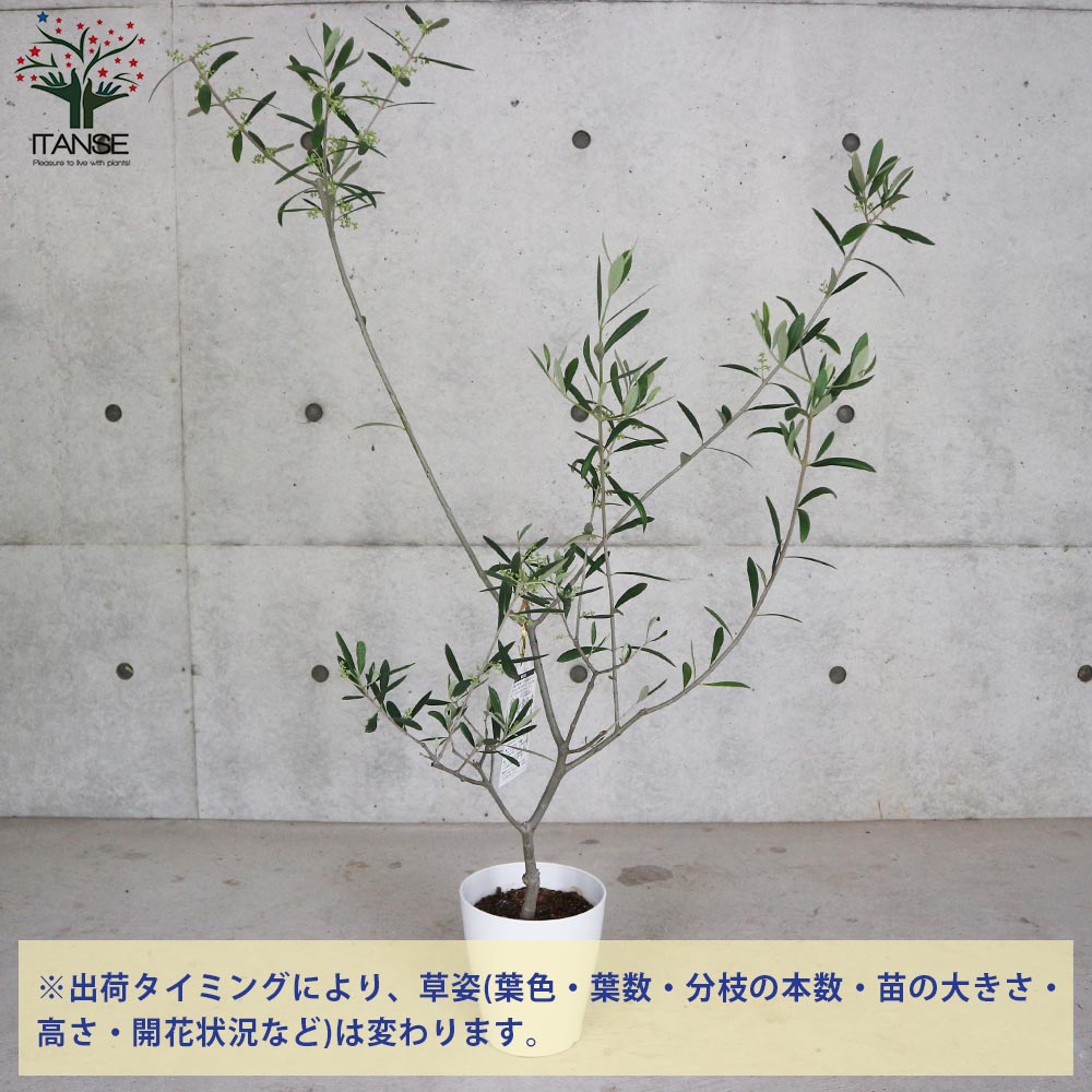 オリーブの苗木 品種：コラチナ(コラティーナ)【果樹の苗木 6号白テーパード鉢 Mサイズ／1個売り】