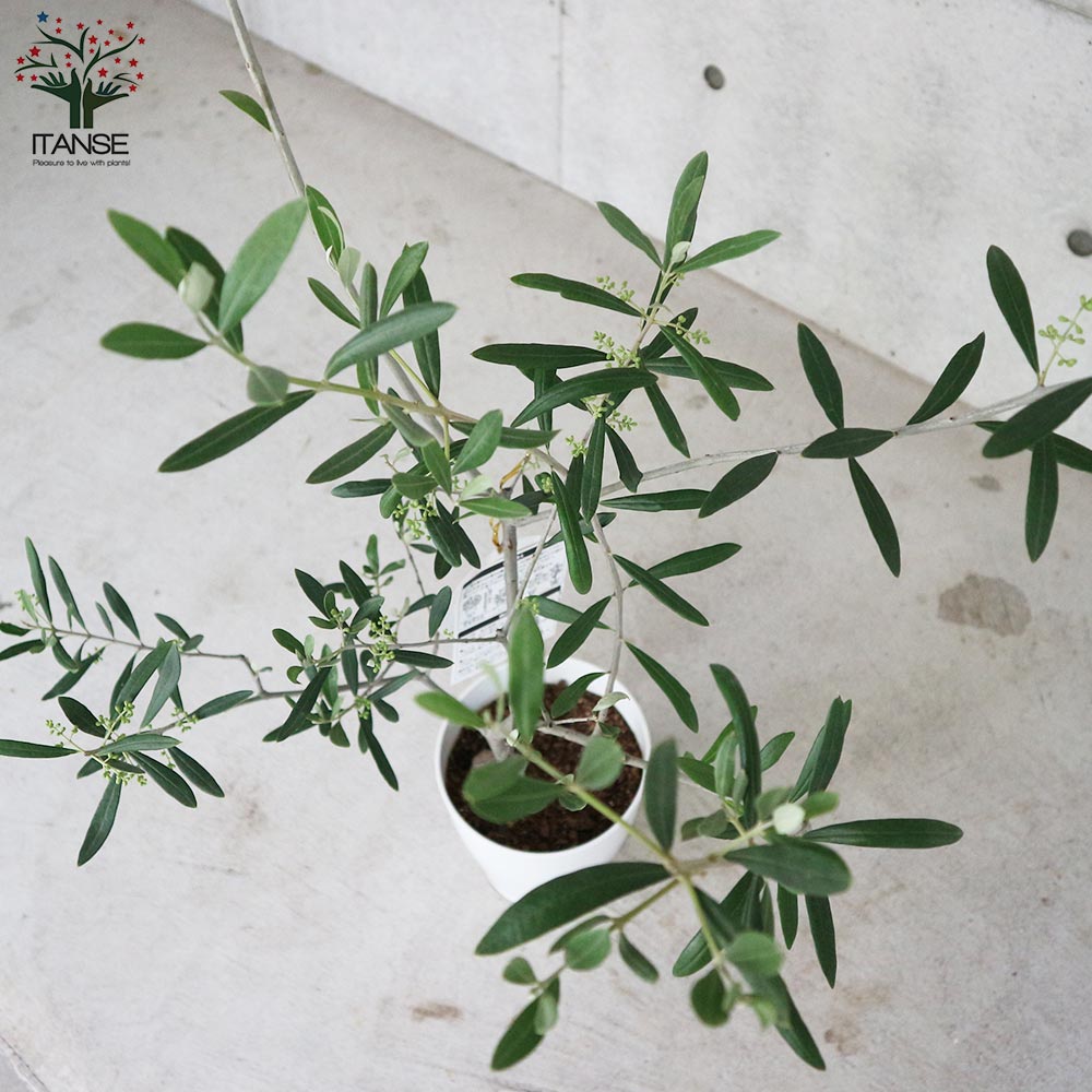 オリーブの苗木 品種：コラチナ(コラティーナ)【果樹の苗木 6号白テーパード鉢 Mサイズ／1個売り】