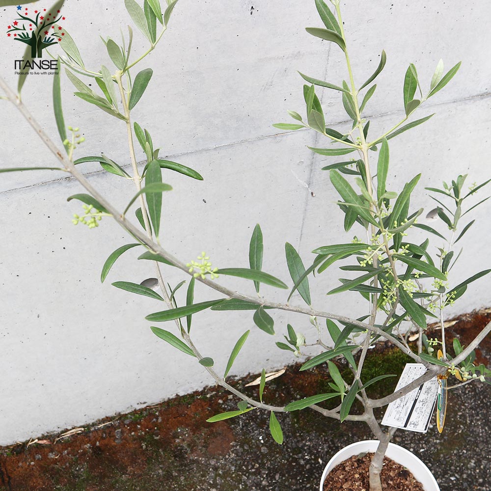 オリーブの苗木 品種：コラチナ(コラティーナ)【果樹の苗木 6号白テーパード鉢 Mサイズ／1個売り】